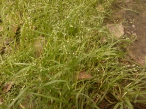 ɽ���ӵĹ�Ч������ ��ѪֹѪ