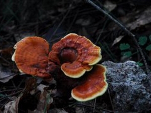 ���Ʊ�֥�Ĺ�Ч������