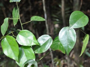 �����ٵĹ�Ч������ ����ʪ ֹʹ