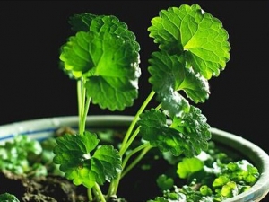 �������Ĺ�Ч������ ����ʪֹʹ