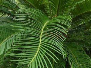 ����Ҷ�Ĺ�Ч������ ����ֹѪɢ��