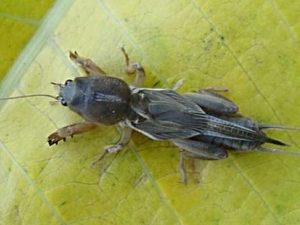 ����ɢ���� ����ɢ��Ч ����ɢ��������