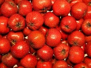 ˳ɽ髵ĺô ɽ髵ʳ÷ ɽ髵Ľ