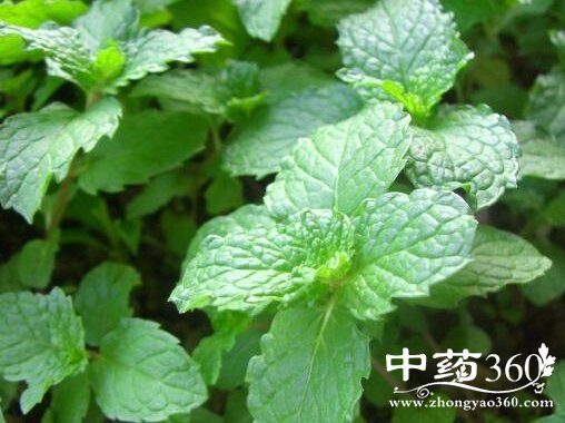 香花菜的功效与作用 香花菜的用法用量和使用禁忌 - 中药360