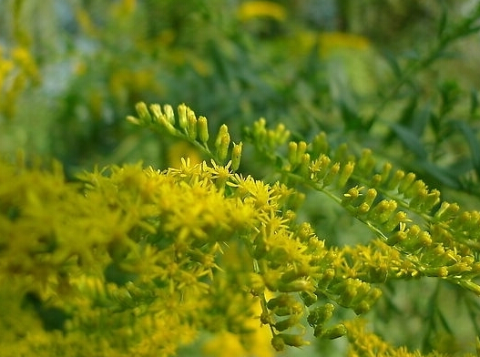 【图片】一枝黄花是什么|一枝黄花的功效与作用|一枝黄花的药理作用|一枝黄花的临床作用|一枝黄花的配伍应用|一枝黄花的附方|一枝黄花的副作用