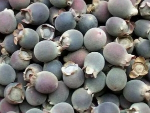 ɽ���ӵĹ�Ч������ ��ѪֹѪ ɬ���̾�