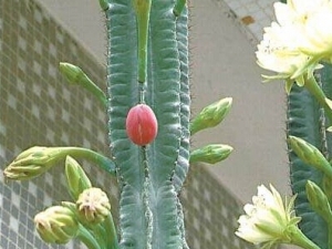 ����ߵĹ�Ч������ ������ �ⶾ����