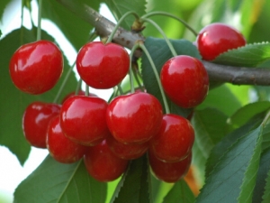 ӣҵĹЧ ӣҳԶʲôΣ