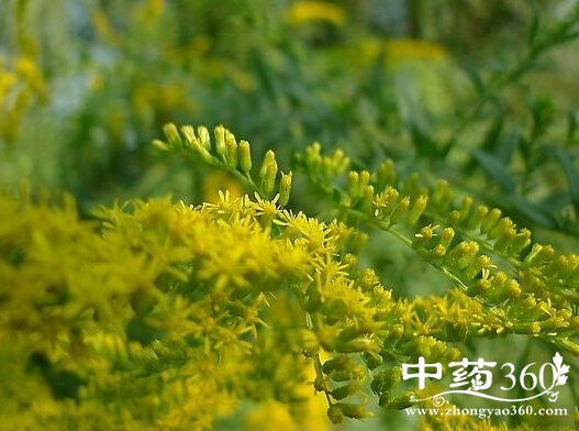 一枝黄花的功效与作用 一枝黄花的用法用量和使用禁忌-中药360