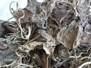 �����Ҷ�Ĺ�Ч������ ��������η�ʪ�����ʹ