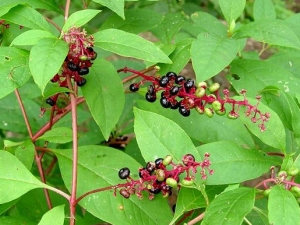 ��½�Ĺ�Ч������ ��½�ļ��𷽷� ��½�ĸ�����