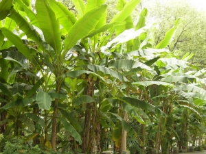 �Ž�Ҷ�Ĺ�Ч������ ��������ⶾ