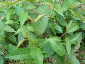 ����Ҷ�Ĺ�Ч������ ����Ҷ�ļ��𷽷� ����Ҷ���ٴ�Ӧ��