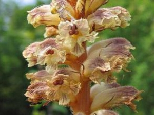 �е��Ĺ�Ч������ ����ǿ��