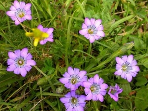 ��Ĥ�������Ĺ�Ч������