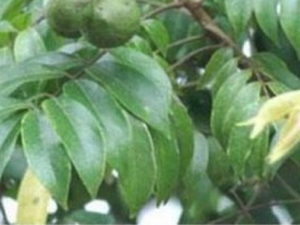 ɳ��ľ�Ĺ�Ч������