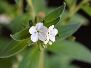 ���ϲݵĹ�Ч������ �������� �ⶾ