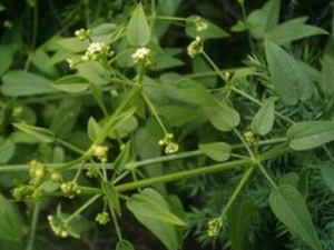 ��ݵĹ�Ч������ ��ݵ��ٴ�Ӧ��