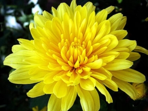 �ʾջ���Ӫ����ֵ �ʾջ��Ĺ�Ч������