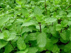 ������Ĺ�Ч������ �����������