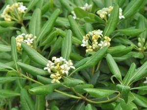 һ����Ҷ�Ĺ�Ч���� ���׽ⶾ ��ѪֹѪ