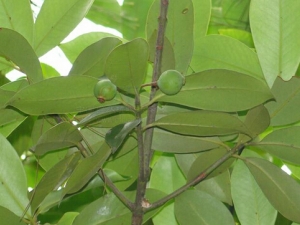 ľ������ɽ���ӵ�����