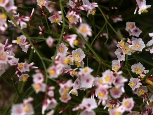 ��ɫ��Ѫ�ݵĹ�Ч������ ��ɫ��Ѫ�ݵĸ���