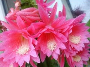 ����ɻ��Ĺ�Ч������