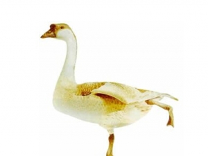 ���ѵĹ�Ч������ ��С����ڴ�