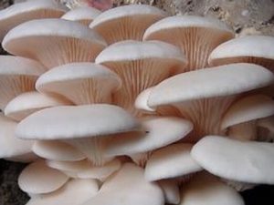  �ײ���Ĺ�Ч������