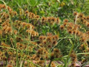 ����ש����Ĺ�Ч������