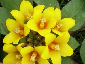 ��ؽ�Ĺ�Ч������