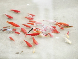 ���ۡ����㡱�洦�� ������������Ѫѹ