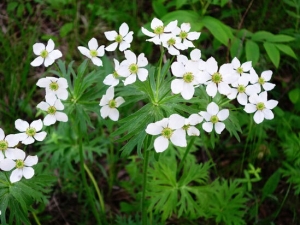 �������������Ĺ�Ч������ ����Ѫ ���Ƚⶾ