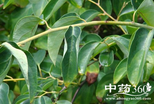 青风藤的功效与作用 青风藤的用法用量和使用禁忌-中药360