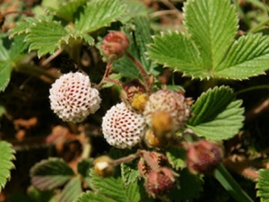 白藨的功效与作用 清热解毒 续筋接骨