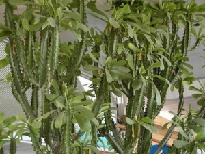 �����޵Ĺ�Ч������ �������