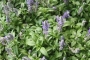 紫草的功效与作用 紫草的药理作用 紫草的附方