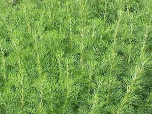 ��ɳ��Ĺ�Ч������