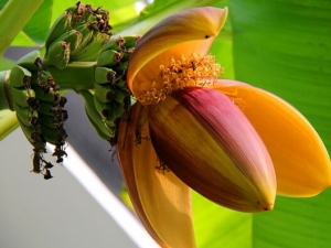 �Ž����Ĺ�Ч������ ��̵��Ʀ ɢ��ֹʹ