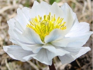 ѩ���Ĺ�Ч������ ѩ���ĸ��� ѩ����ҩ������