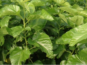 ɣҶ�Ĺ�Ч������ ������� ��Ѫ��Ŀ