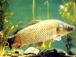 �����Ӫ����ֵ �����ʳ�÷���