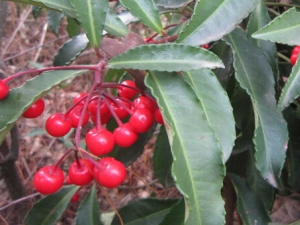 ϽţĹЧ Ͻţĸ ϽţٴӦ