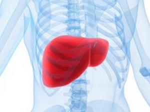 ֬���ε���ʳԭ�� ֬���ε���ʳ���� ֬������ô����