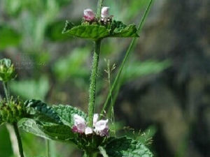 �ܲ���ܴ�Ĺ�Ч������