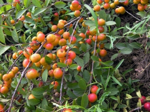 ŷ��Ĺ�Ч������ ��ͨ�� ��ˮ����