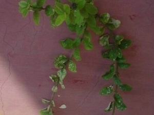 �����ٵĹ�Ч������ ��Ѫɢ�� ����ֹʹ ��������