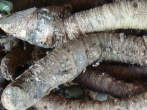 �����ߵĹ�Ч������ ��Ѫ�ⶾ