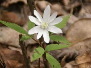 ����̫���ƾյĹ�Ч������ ��̵ֹ�� ��������